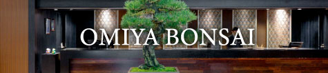 OMIYA BONSAI